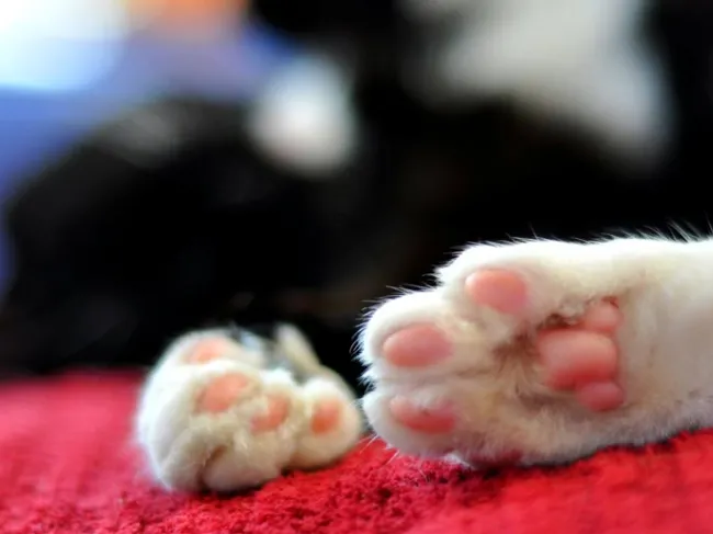 pink paw